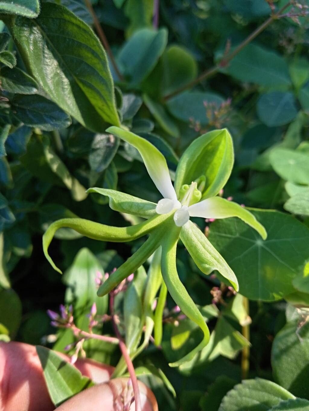 Bonatea speciosa habit