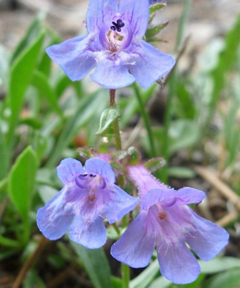 Penstemon virens flower