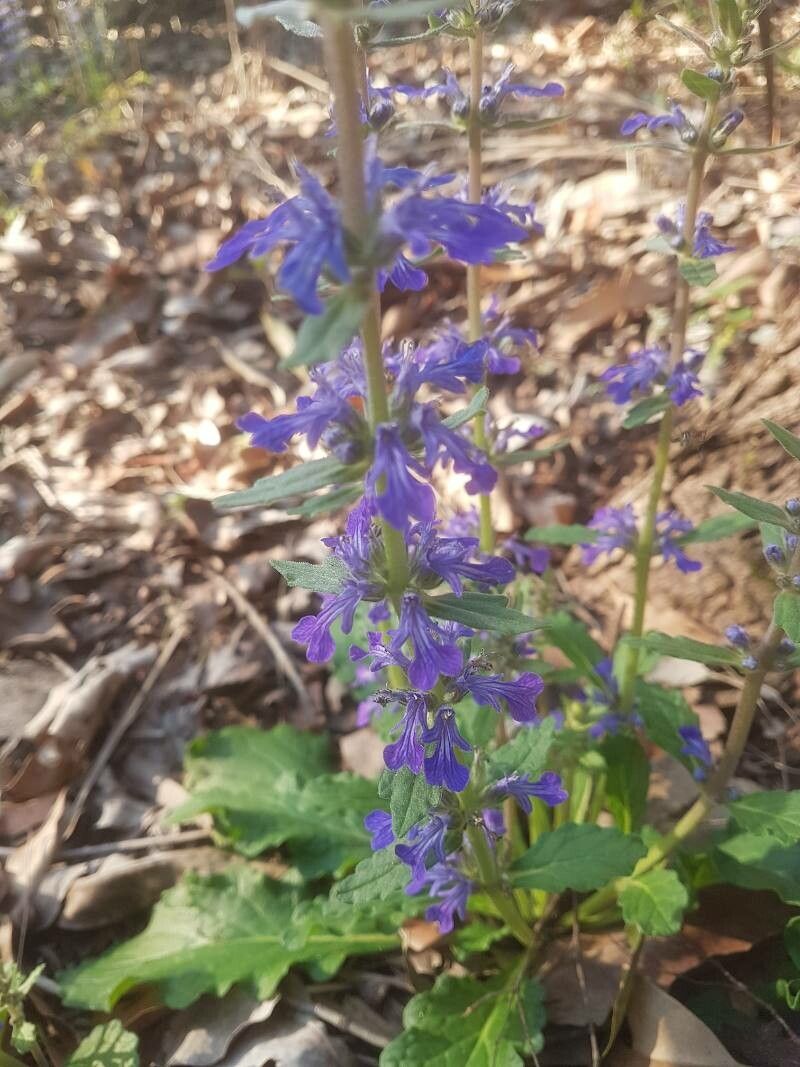 Ajuga australis flower
