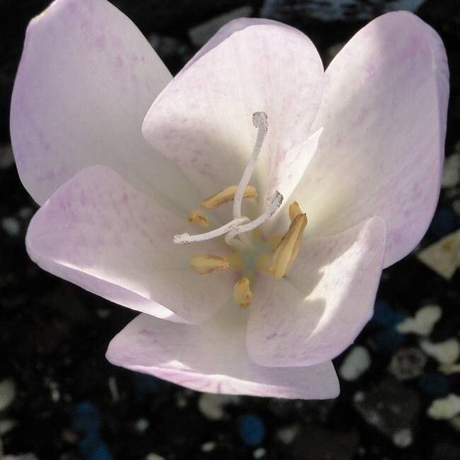 Colchicum davisii — houseplant care guide