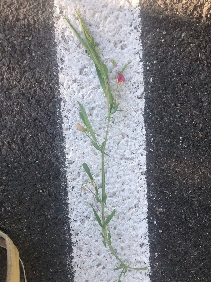 Lathyrus bauhinii habit