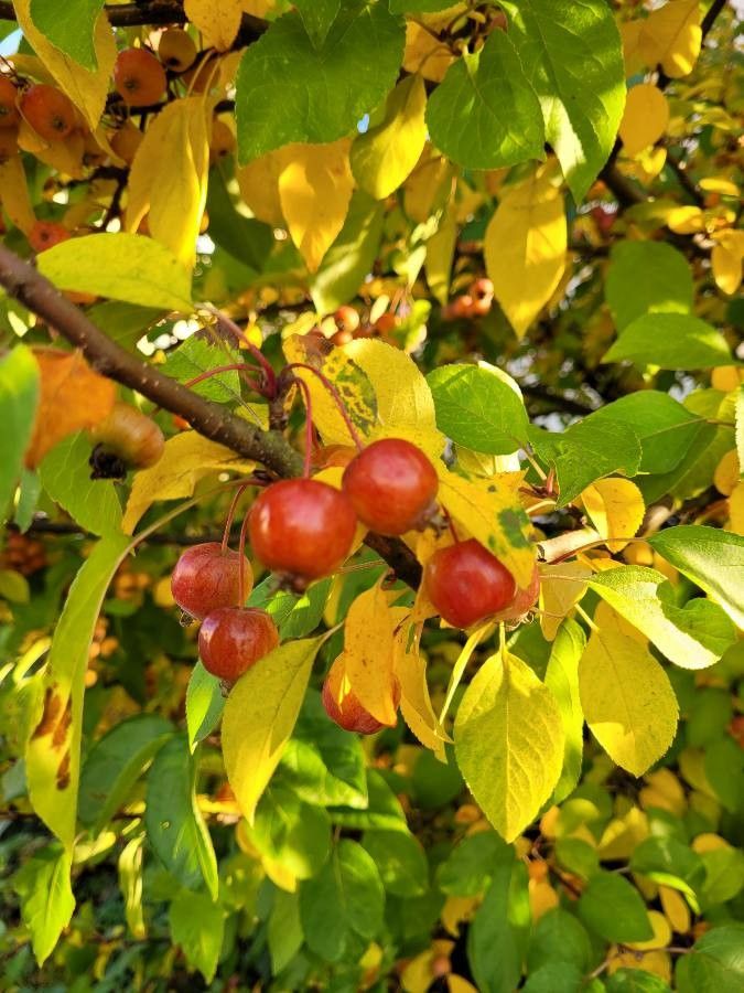 Malus spp. fruit
