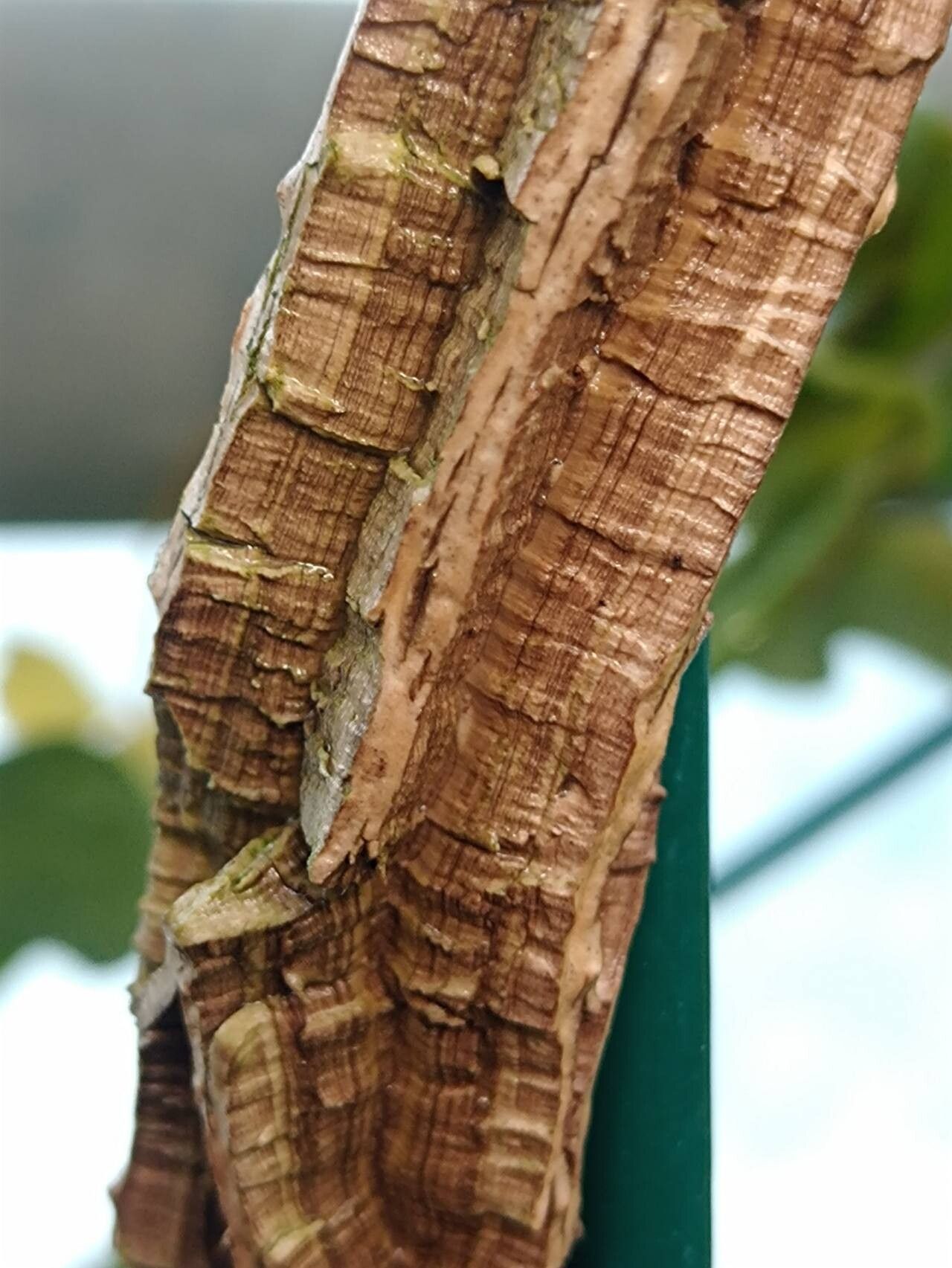 Aristolochia zollingeriana bark