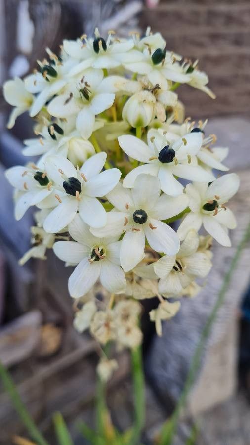 Ornithogalum arabicum flower
