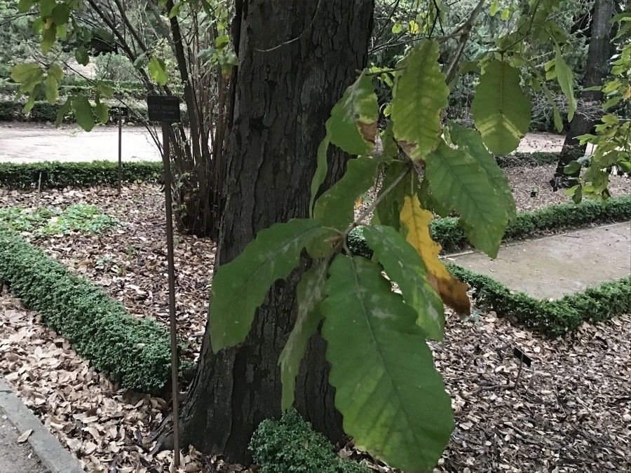 Quercus canariensis — search result for 'Spain'