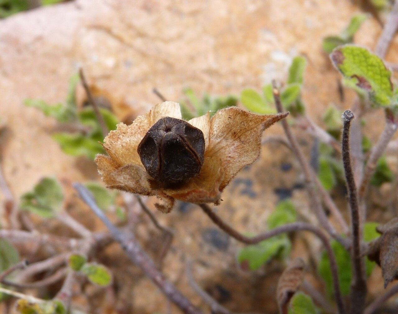 Cistus salviifolius fruit
