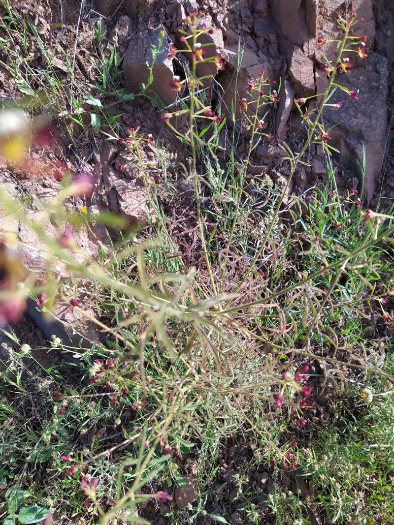 Cleome violacea fruit