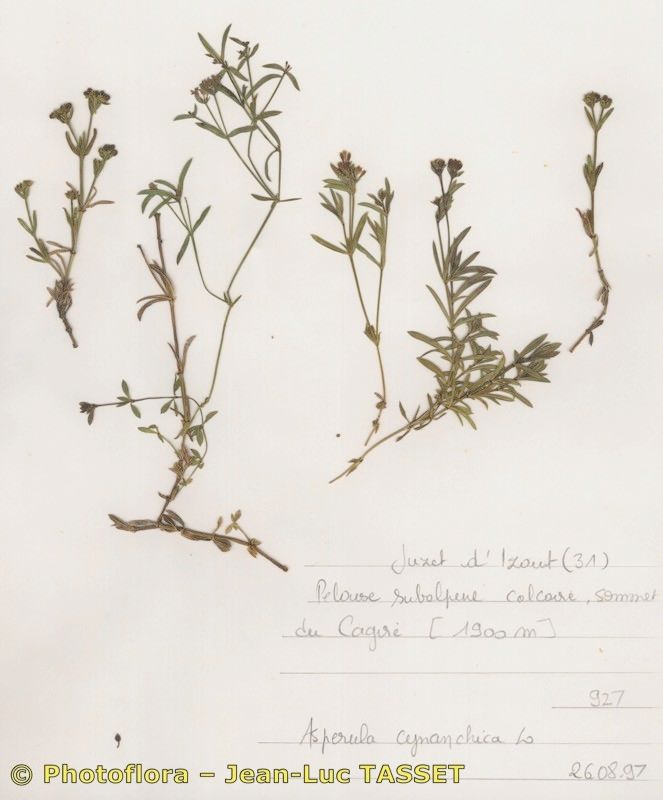 Asperula pyrenaica habit