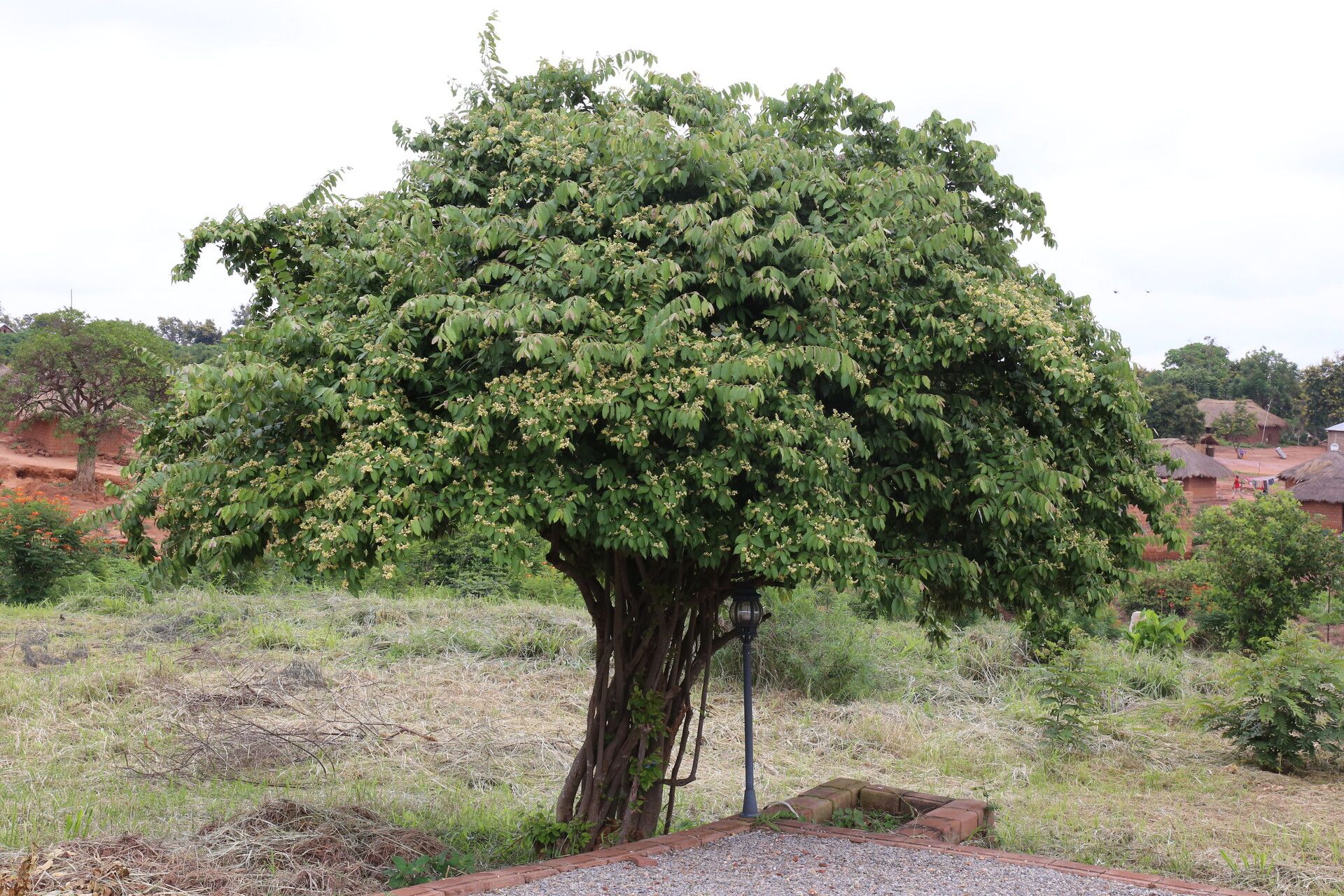 Microcos conocarpoides habit