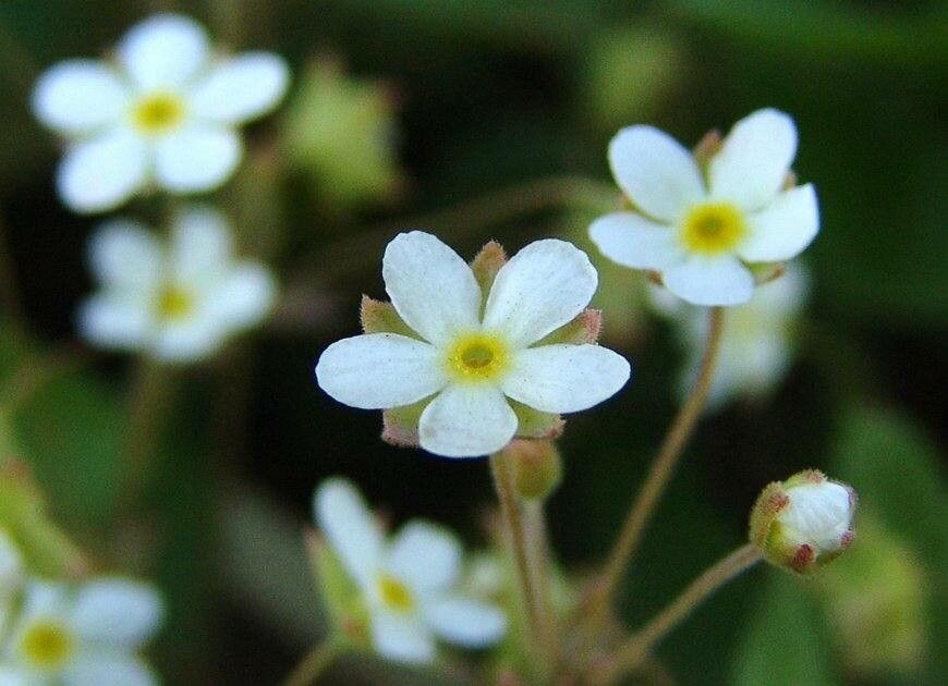 Androsace umbellata — houseplant care guide