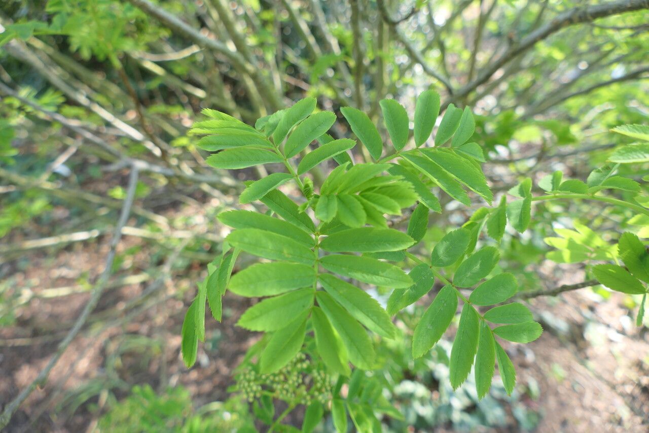Sorbus matsumurana leaf