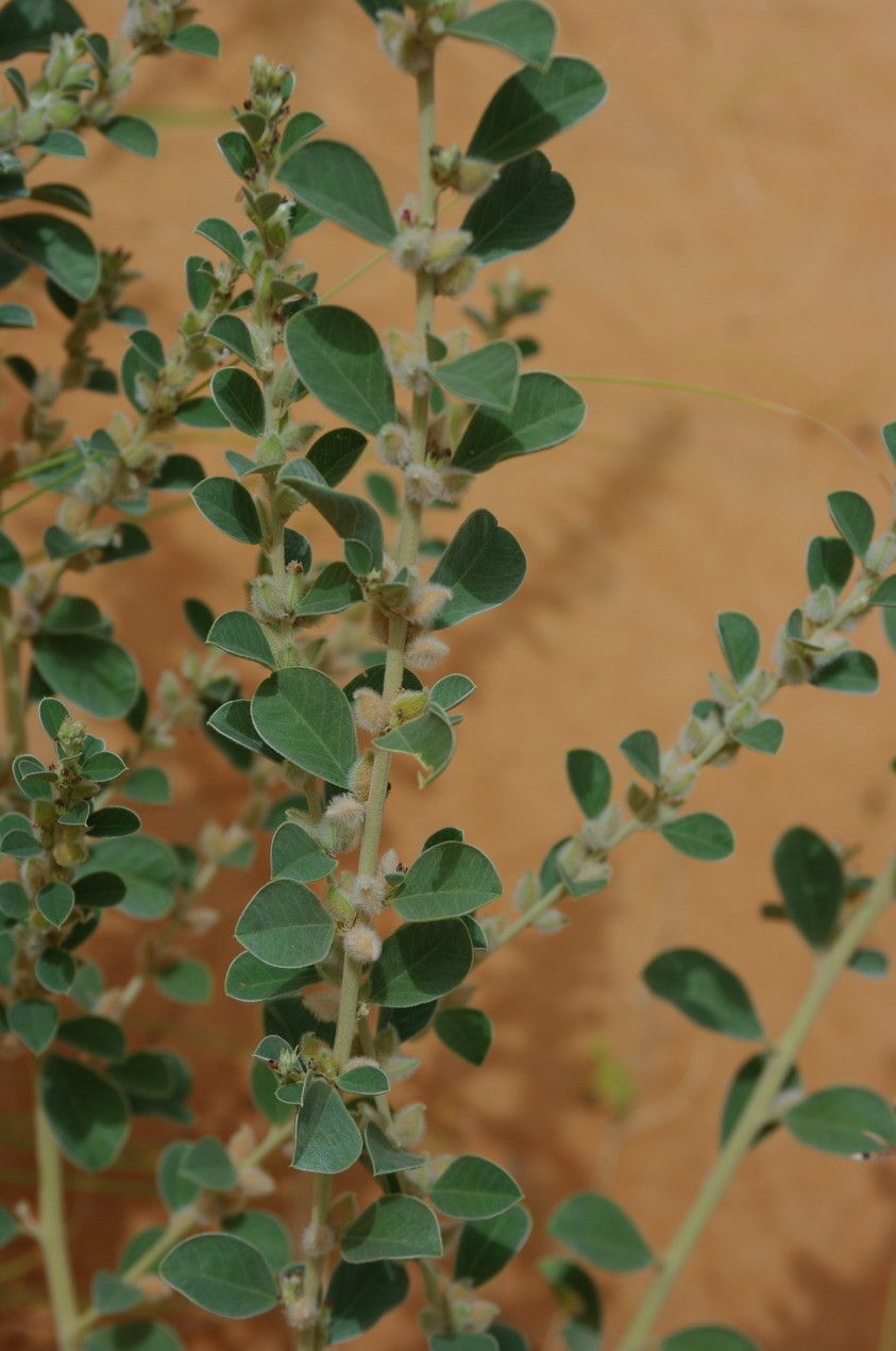 Tephrosia obcordata habit