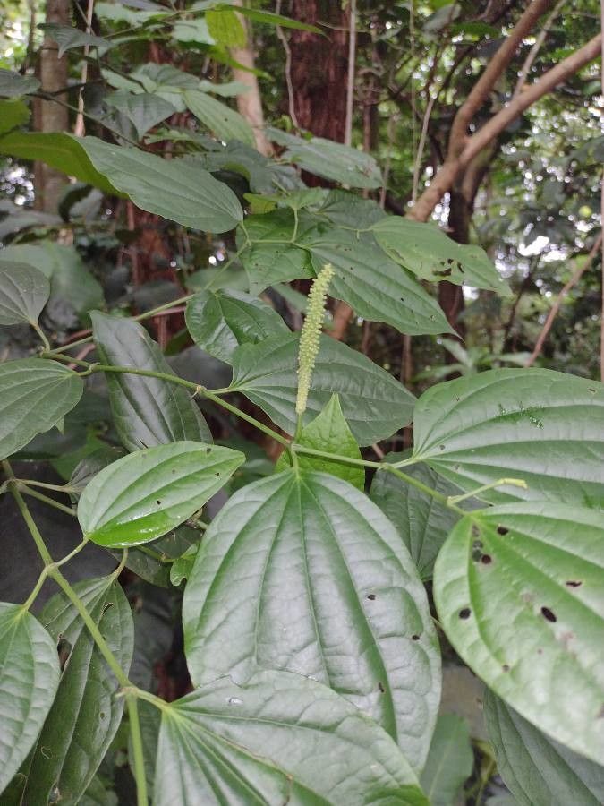 Piper crassinervium — search result for 'Piper'