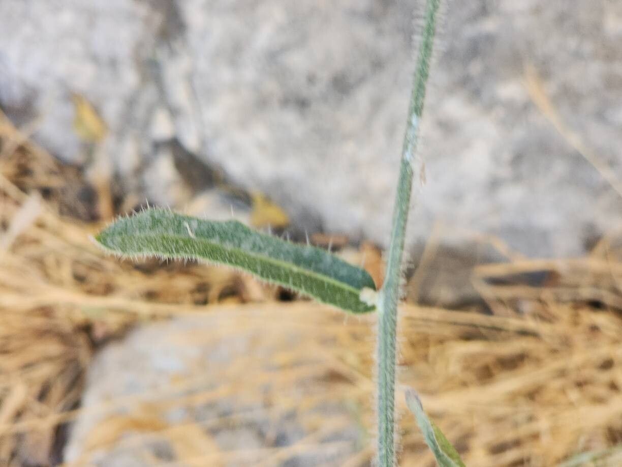 Picris strigosa — houseplant care guide