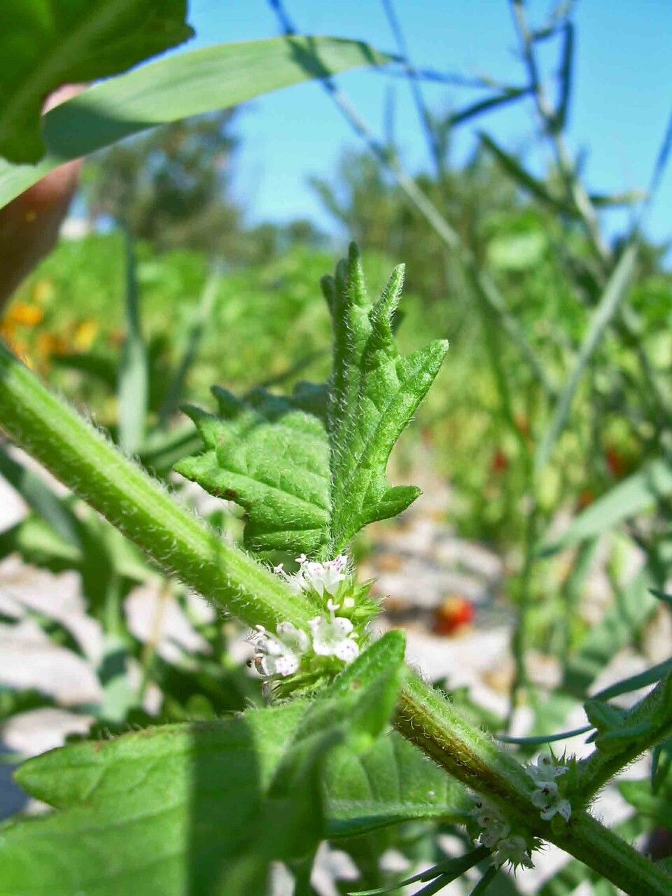 Lycopus europaeus flower