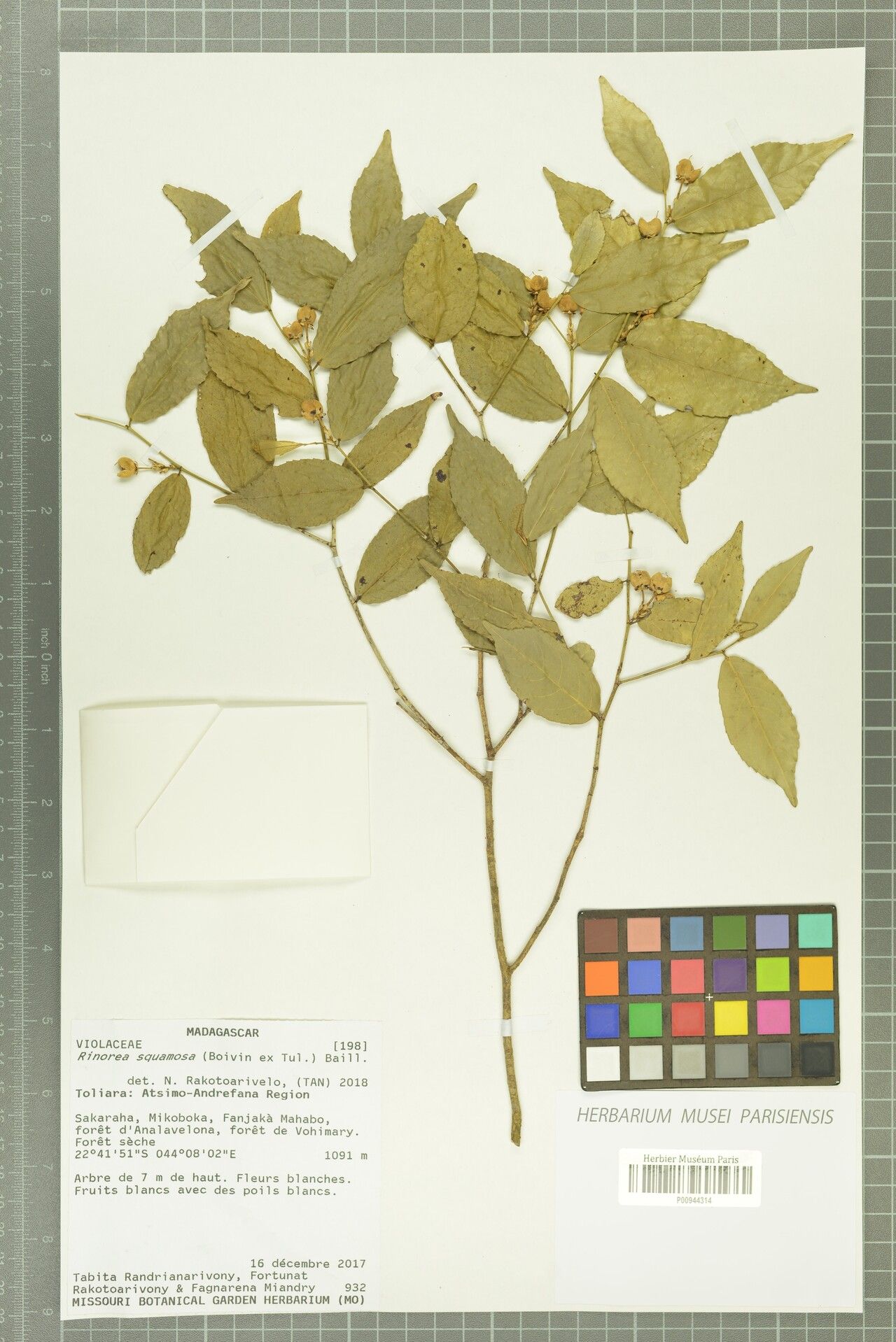 Rinorea squamosa — houseplant care guide