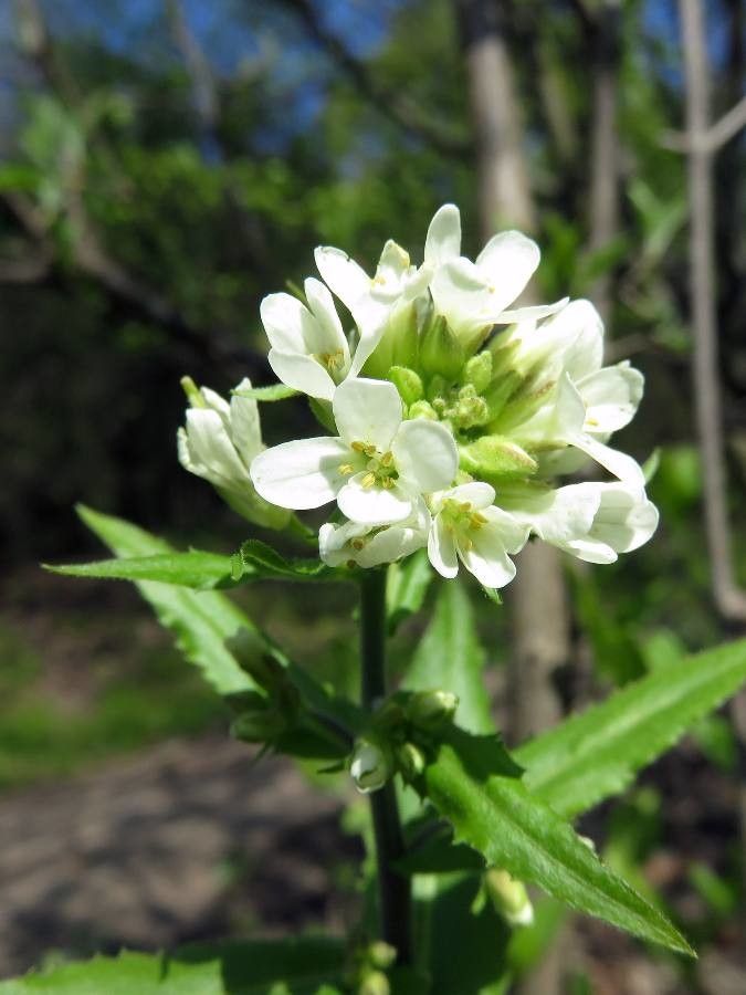 Pseudoturritis turrita leaf
