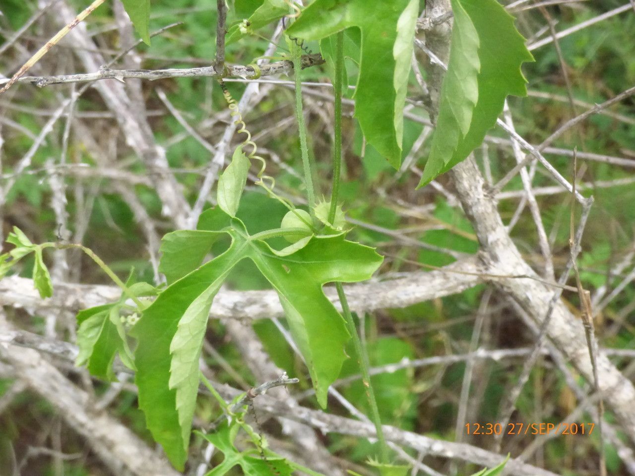 Ctenolepis cerasiformis habit