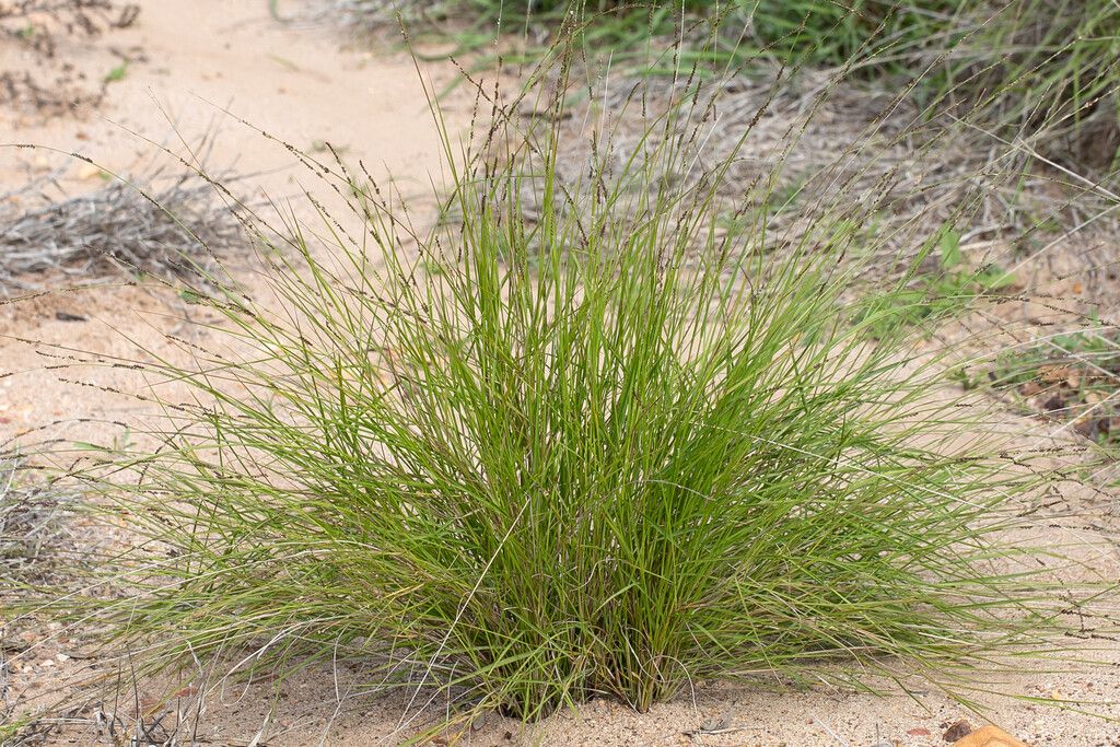 Setaria distans — search result for 'Setaria'