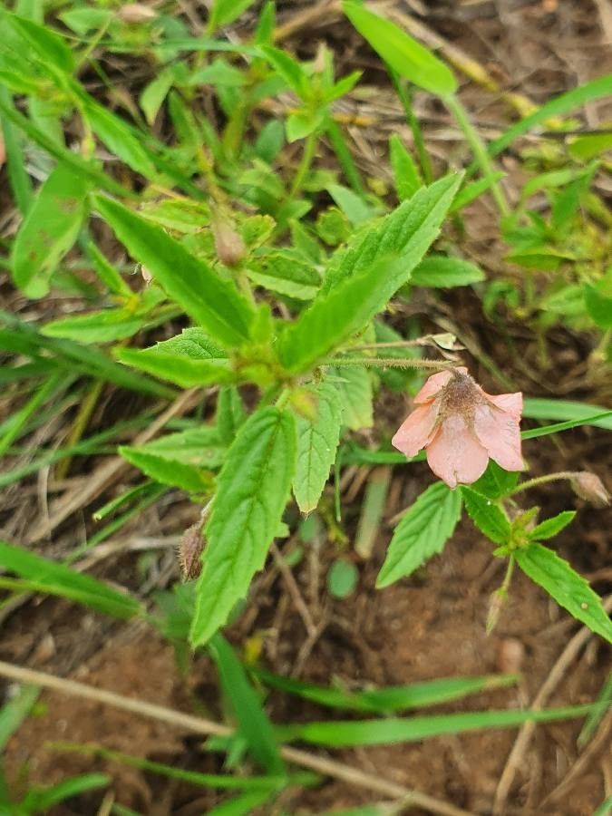 Hermannia kirkii flower