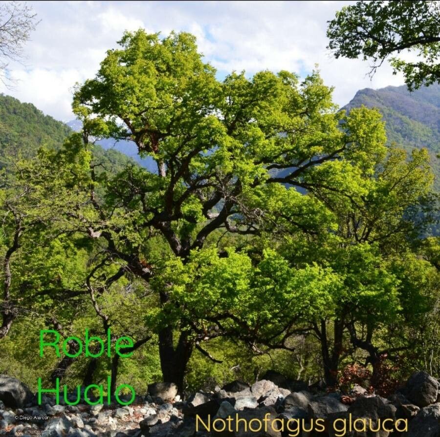 Nothofagus glauca — search result for 'Nothofagus'