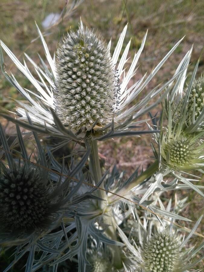 Eryngium spinalba flower