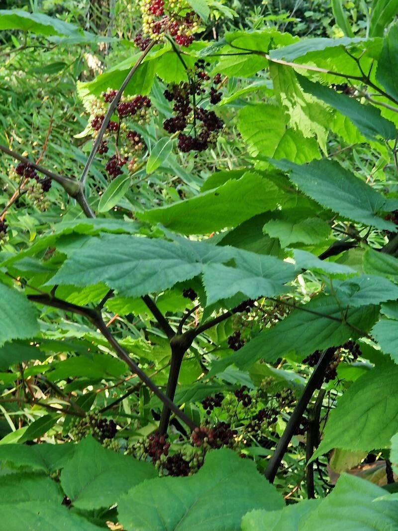 Panax pseudoginseng habit