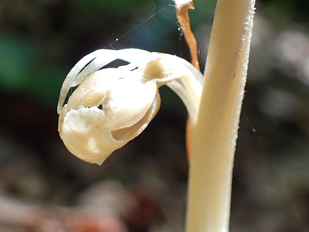 Neottia nidus-avis fruit