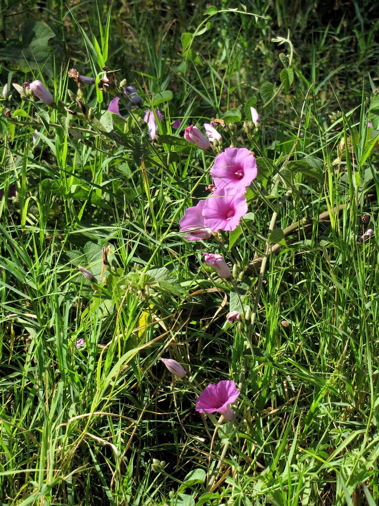 Ipomoea tenuirostris habit