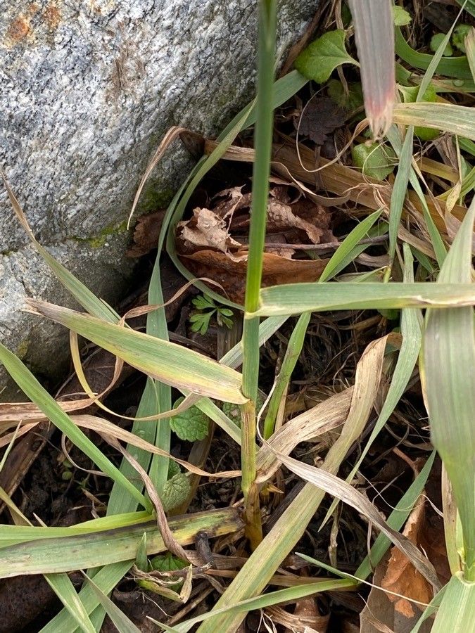 Bromopsis inermis leaf