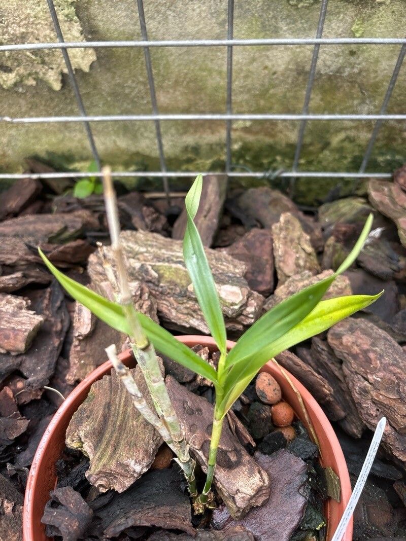 Epidendrum ferrugineum — search result for 'Epidendrum'