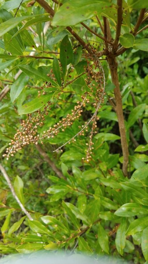 Cyrilla racemiflora fruit