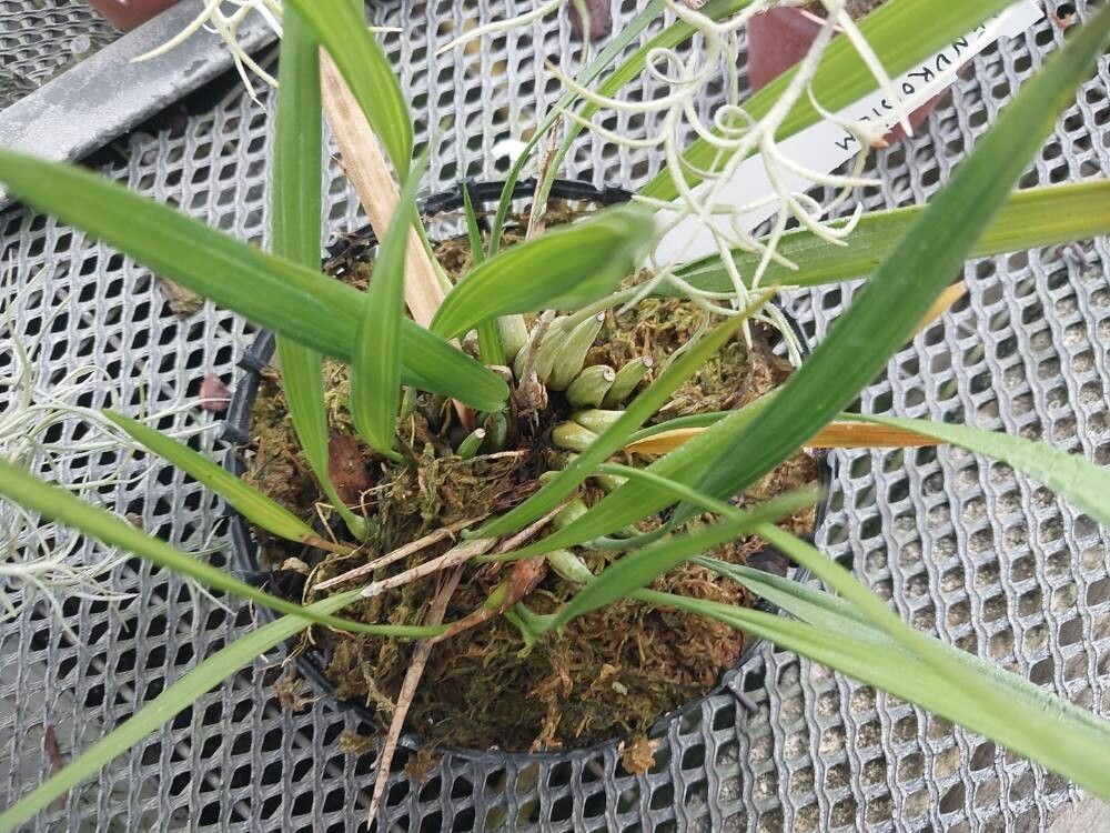 Dendrobium fililobum — houseplant care guide