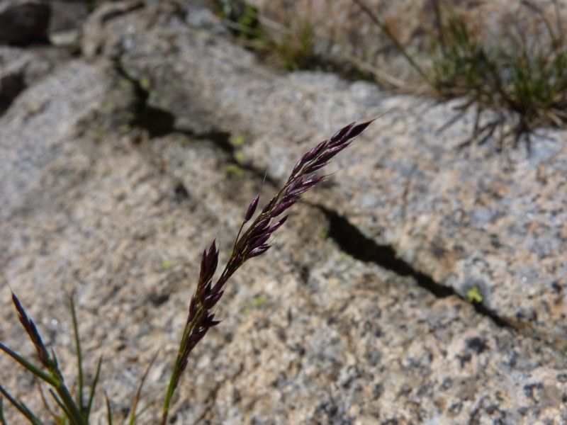 Agrostis rupestris fruit