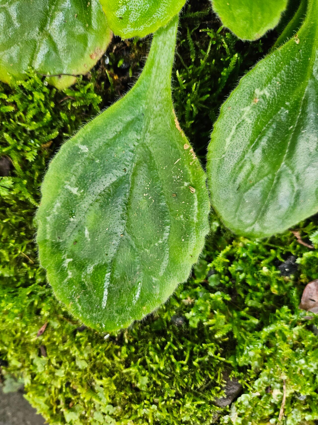 Primulina dryas — search result for 'Dryas'