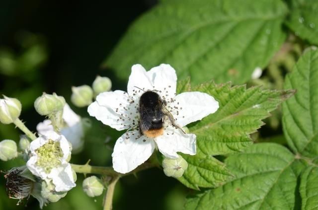 Rubus wahlbergii flower