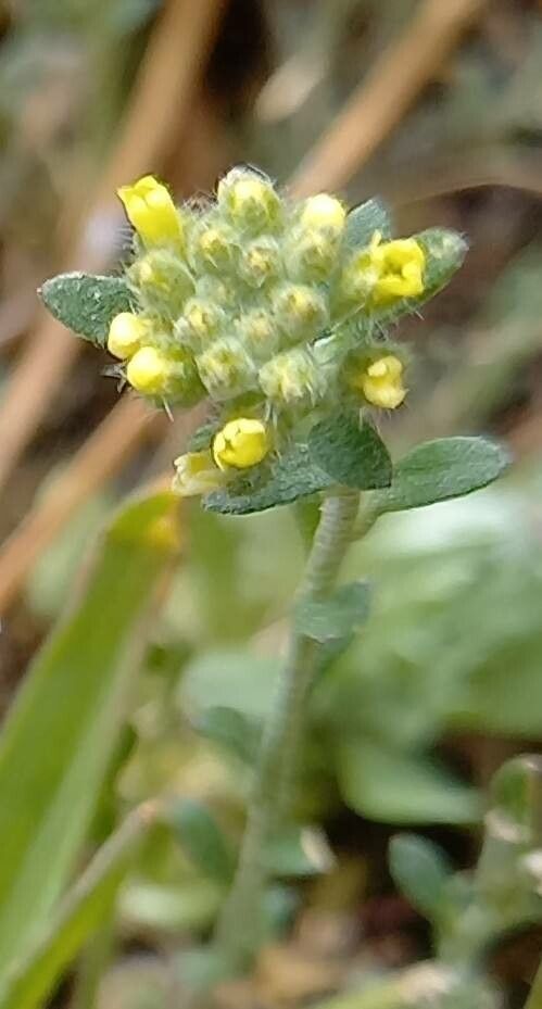 Alyssum simplex flower