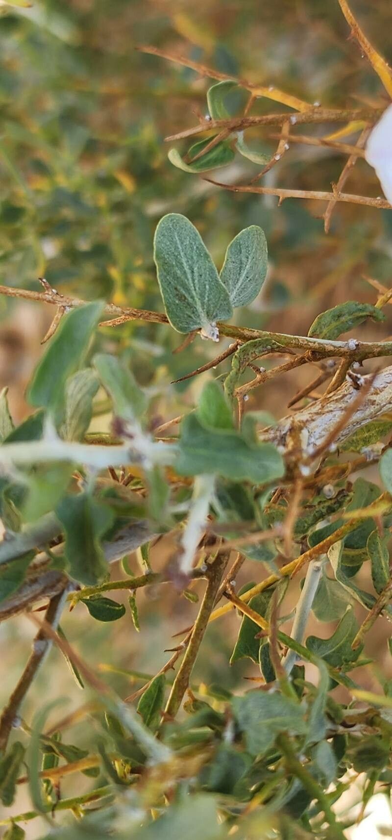 Convolvulus leiocalycinus leaf