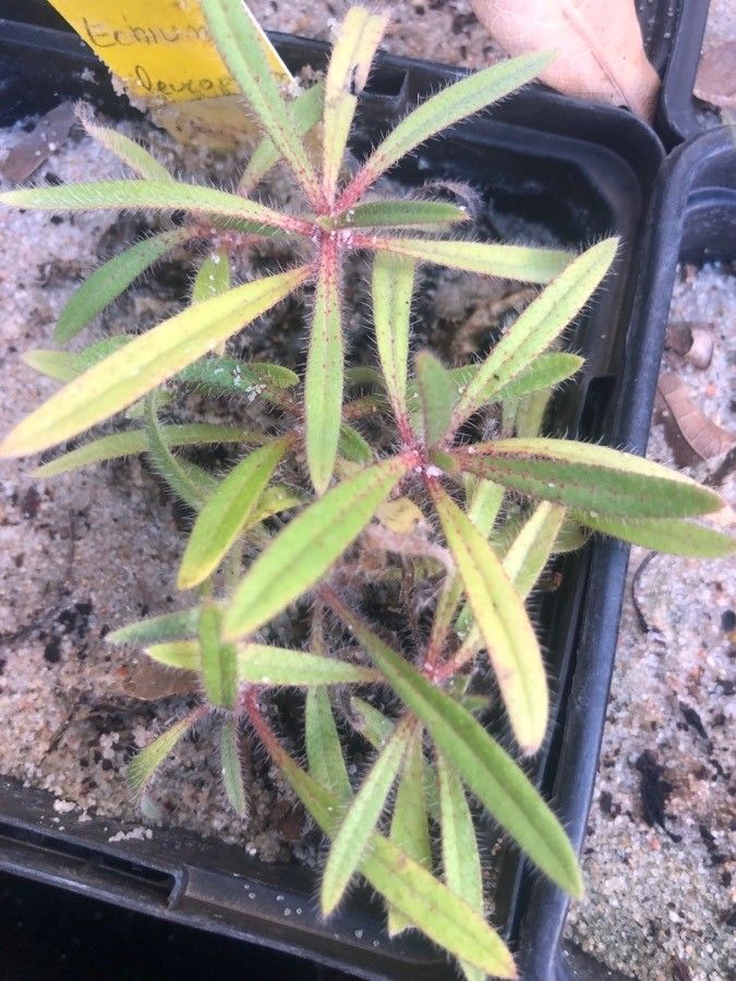 Echium leucophaeum — search result for 'Echium'