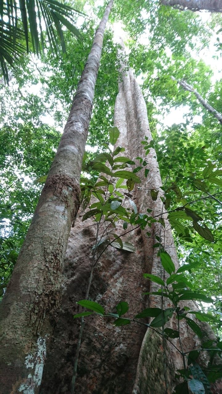 Lecythis idatimon bark