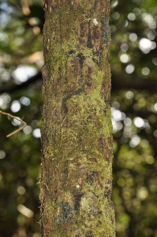 Alsophila borbonica bark