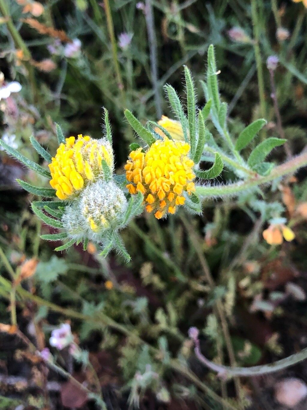Anthyllis hamosa flower