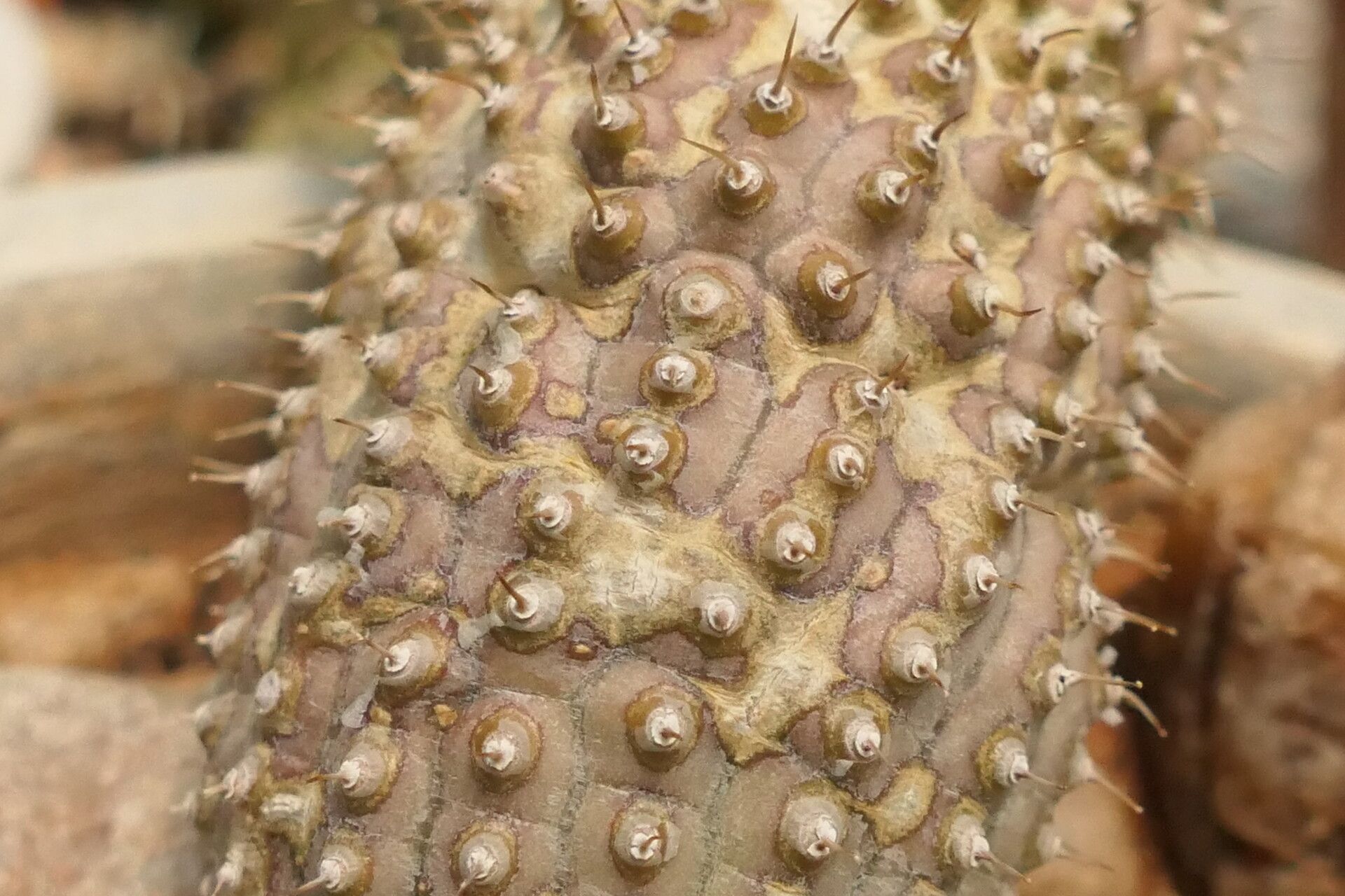 Hoodia officinalis bark