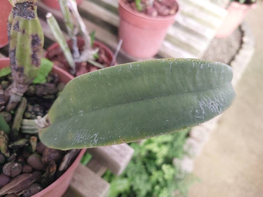 Cattleya percivaliana — houseplant care guide