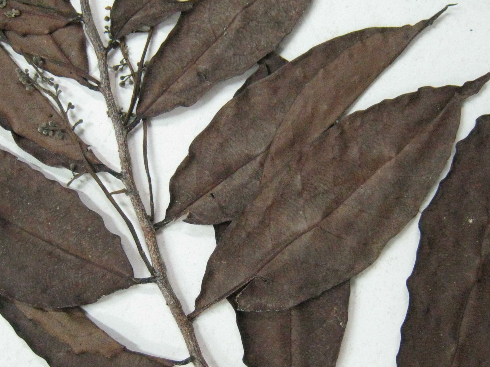 Moquilea guianensis other