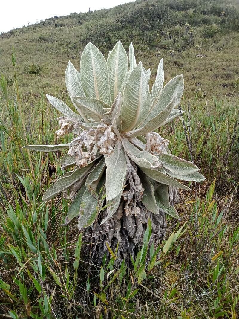 Espeletia paipana habit