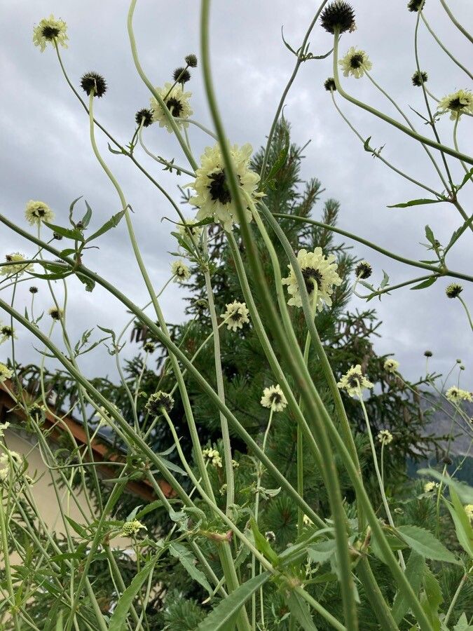 Cephalaria gigantea habit