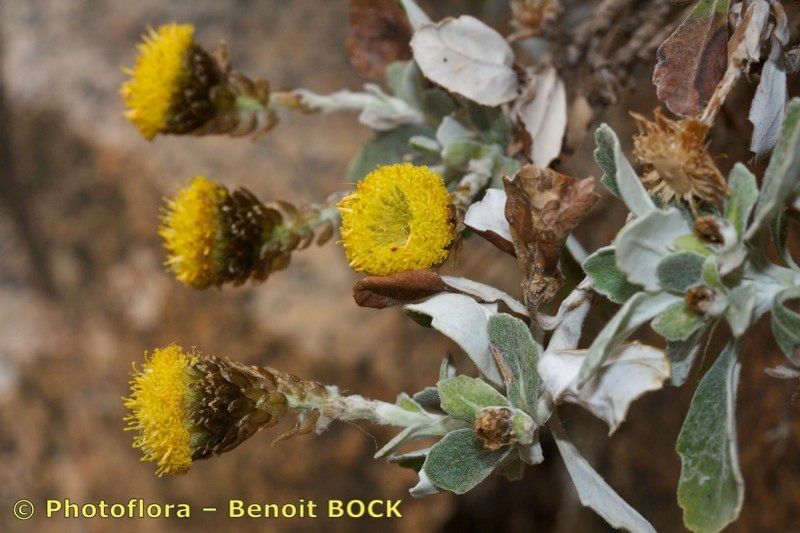 Phagnalon platyphyllum other