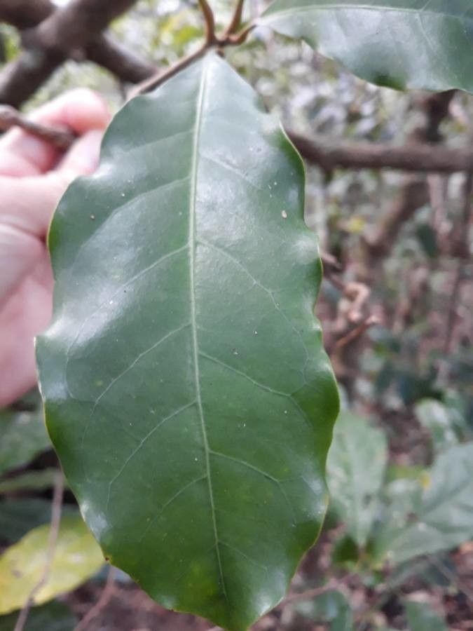 Oxera subverticillata — houseplant care guide