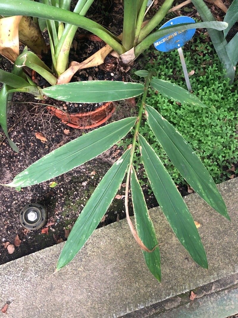 Hedychium horsfieldii leaf
